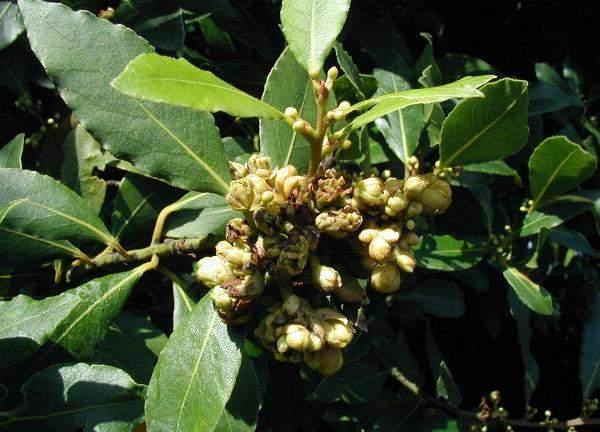 Lovor (Laurus nobilis L.) vazdazeleni je grm ili do 12 m visoko stablo sa širokom i gustom krošnjom. Kora je pepeljasta, glatka, dosta tanka, kod starijih je stabala crna i hrapava.