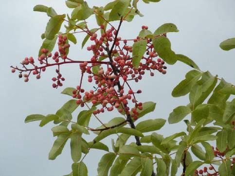 Tilovina (Petteria ramentacea Sieber) Listopadni grm do 3 m visine, gustih, uspravnih i bridastih izbojaka.