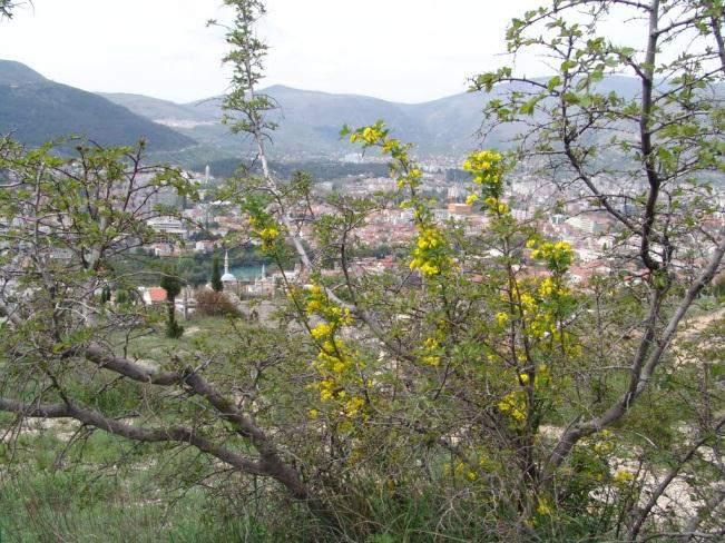 Vazdazeleno stablo ili grm sa širokom i okruglastom krošnjom. Dostigne visinu oko 20 m.