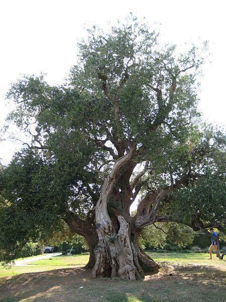 Maslina (Olea europaea L.). Vazdazeleno stablo nepravilnog oblika i često zakrivljenog debla oko 10 m visine.