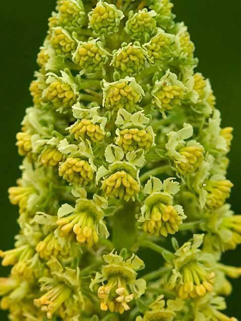 Drvolika pucalina (Colutea arborescens L.) listopadni je do 5 m visok grm. Na mladim je izbojcima kora zelenkasta i prekrivena bijelim dlačicama, dok je na starijim granama sivkasta i ljušti se.