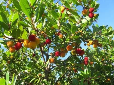 Veliki vrijes (E. arborea L.) je vazdazeleni do 4 m visok grm. Kora je crvenkastosmeđe boje i sitno izbrazdana. Listovi su zašiljeni i podvijena ruba do 5 mm dugački. U pršljenu se nalaze 3-4 lista.