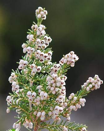 Cvate u rujnu i listopadu. Uglavnom je rasprostranjen je na Visu i Hvaru Pršljenasti vrijes (E. manipuliflora Salsib.) vazdazeleni je do 1,5 m visok grm. Izbojci su bjelkastosive boje.