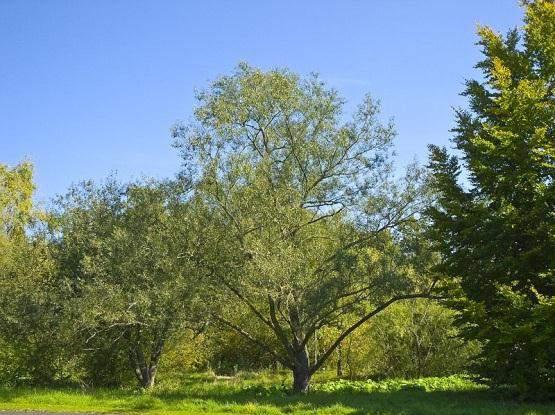 Cvjeta za vrijeme ili odmah iza listanja, muške su rese žućkastozelene, a ženske zelene boje. Pepeljasta vrba (S. cinerea L.) raste kao grm do 5 m visine.