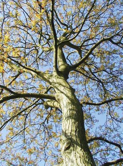 Orahovke Orah (Juglans) Rod oraha obuhvaća dvadeset i jednu vrstu listopadnoga drveća iz porodice orahovki (Juglandaceae), rasprostranjenih u umjerenom području sjeverne polutke Stablo običnog oraha