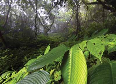 Prijelaz oblačne šume u vilinsku šumu Cordillera Villacamba). Na otoku Isla Margarita u Venezuelanskim Karibima ta granica je smanjena na 800 m. Često su to visine i više od 3.000 metara.