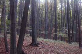 potrebe rudarstva. U daljnjem razvoju gospodarenja slovačkim šumama najveću ulogu imaju Banskobistrički šumski propisi cara Maksimilijana iz 1565. Odlukom carice Marije Terezije 1764.
