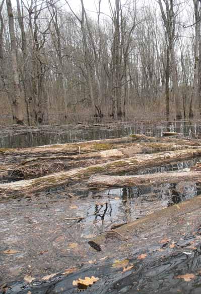 S obzirom na dosadašnja iskustva, poplavna voda se u šumi zadržava puno duže jer je povlačenje kanalima vrlo sporo, nije realno očekivati početak radova i mjesec dana nakon što vodostaji u rijekama