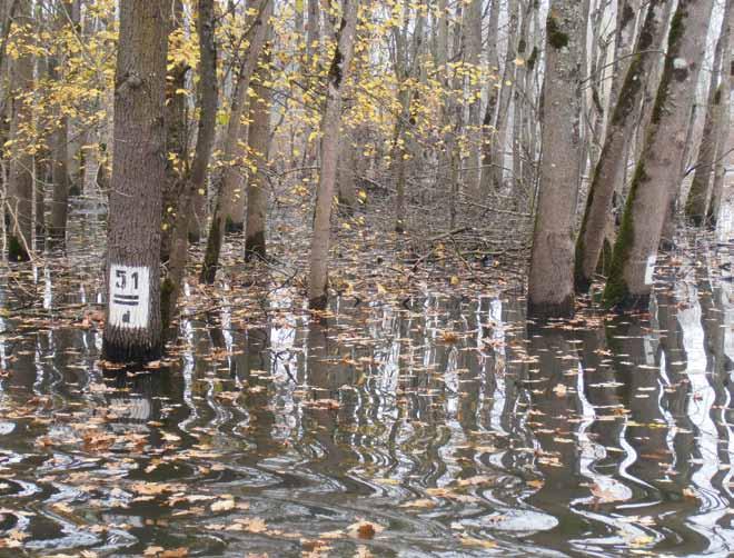 Posavske šume koja se nalazi na desnoj obali rijeke Save, također je u potpunosti poplavljena i u njoj su obustavljeni svi radovi ali je u odjelima pod vodom još oko 1500 m³ oblovine i 2750 m³