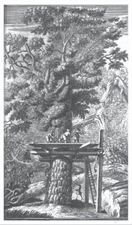 Sylvicultura Oeconomica la su detaljna opisivanja, premjeri i izrade karata krajiških šuma, dioba šuma na okružja te postavljanje stručnog osoblja za gospodarenje šumama.
