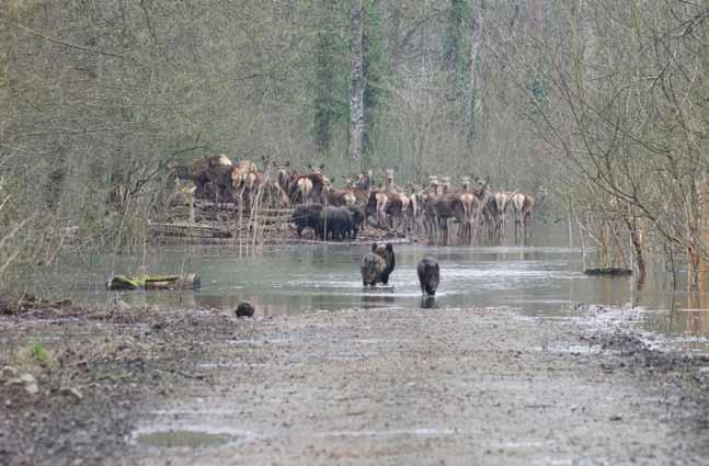 Ugrožena divljač spas na sušem dijelu ceste površine g. j. Podložje (oko 1200 ha) te na prostoru Prašnika i Ljeskovače. Kako smo doznali od revirnika Gorana Dorića, dipl. ing. šum.