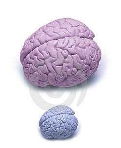 Anatomske i funkcionalne razlike mozgova Ž i M Razlike u veličini mozgova Razlike u strukturama hipotalamusa Razlike u volumenu bijele i sive tvari Razlike u veličini