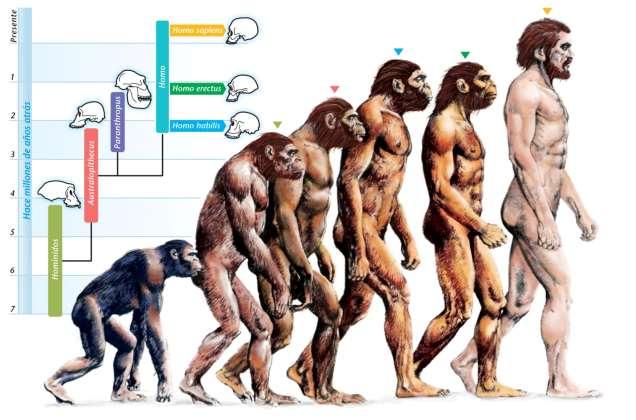 Evolucijsko objašnjenje Spolne su se razlike u
