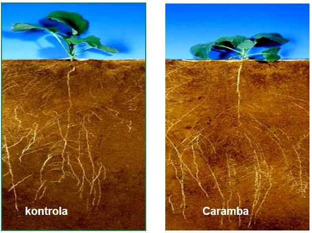 Jesenjom primenom fungicida Caramba u dozi od 0,7 l/ha, postižu se izuzetni efekti na razvoj useva koji spremniji ulaze u zimu.