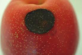 Najčešće plodovi nemaju simptome odmah nakon berbe, već u procesu dozrevanja i po izlasku iz uslova hladnjače.