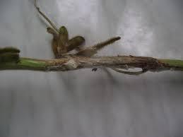 Simptomi bolesti mogu se uočiti u vreme cvetanja i početka formiranja mahuna u vidu uvenuća celih biljaka.
