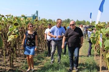 izgledaju kada se primene sve agrotehničke mere, koji hibridi