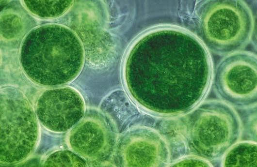 Mikroalge su jednoćelijski ili kolonijalni fotosintetski organizmi koji rastu kako u slatkim, tako i slanim vodama.