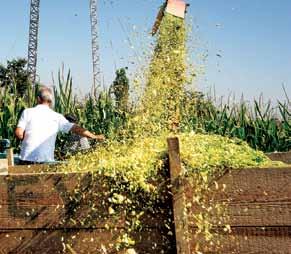 U tom periodu KWS hibridi kukuruza zadržavaju povoljan odnos suve materije koji im obezbeđuje dobijanje kvalitetne silaže.
