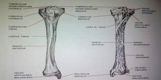 2.1. Goljenična kost Goljenična kost, tibia, (slika 2.2.) duga je krupna kost postavljena okomito, a ima tijelo i dva zadebljana kraja.