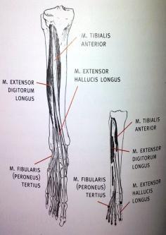 Slika 2.4. Prednja skupina mišića Slika 2.5. Lateralna skupina mišića [Izvor: Keros, P., Pećina, M.
