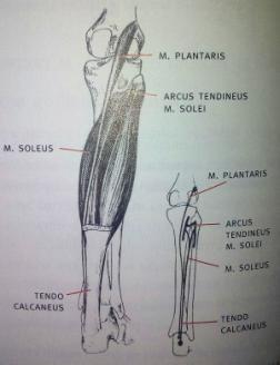 Slika 2.6. Stražnji površinski mišići Slika 2.7. Stražnji duboki mišići, [Izvor: Keros, P., Pećina, M.
