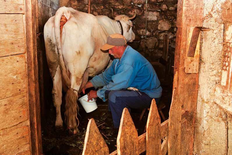 Kao i u cijelom kontinentalnom dijelu županije, sve je manje ljudi koji se bave stočarstvom. Domaćinstva najčešće imaju jednu ili dvije krave, uglavnom za osobne potrebe.