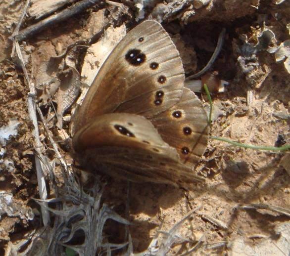 Dalmatinski okaš (Proterebia afra dalmata) endemična je vrsta leptira Hrvatske, a zabilježen je na području podnožja južne Svilaje Lokaliteti nalaza kreću se u rasponu od 380 m n.m. pa do 900 m n.