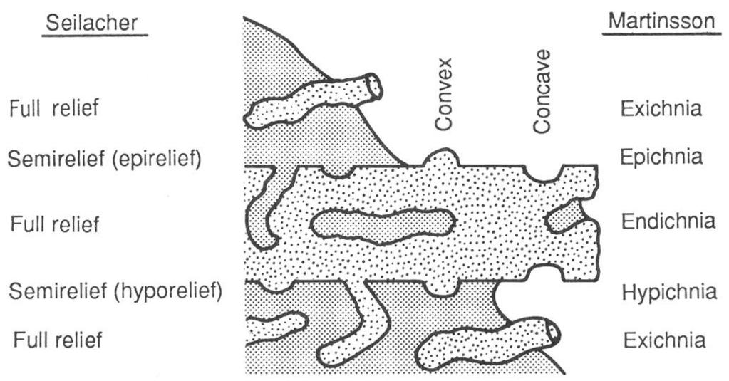 Stratonomska klasifikacija ihnofosila Kako u sedimentu tragovi izgledaju U sedimentu: puni 3D reljef