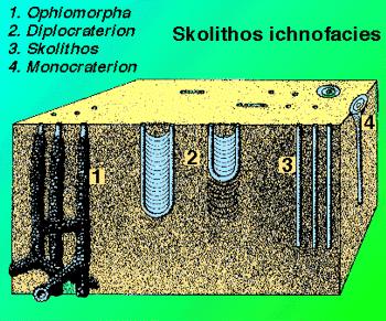 Skolithos ihnofacijes prepoznjemo po maloj raznolikosti brojnih vertiklnih DOMIHNIJA