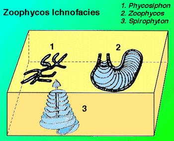 Zoophycos ihnofacijes Mjestimično nema dovoljno otopljenog kisika.
