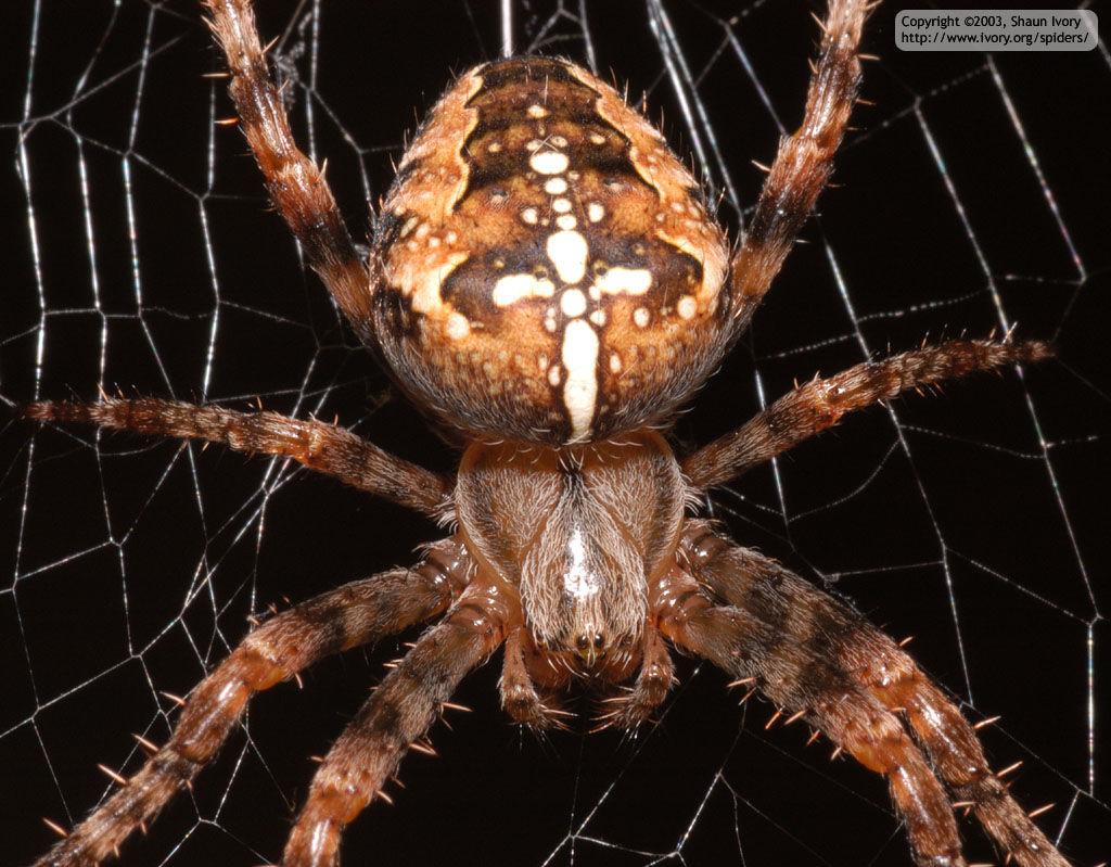 PAUCI Vanjski dijelovi tijela pauka križara ZADAK