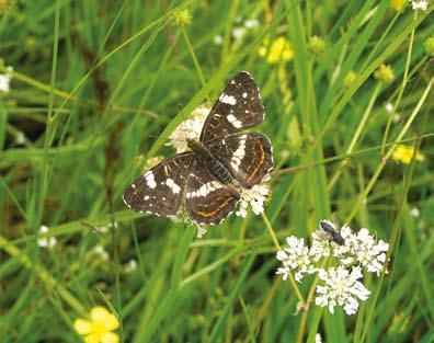 porodice bijelaca: žućak (Gonepteryx rhamni L.), kleopatra (Gonepteryx cleopatra L.