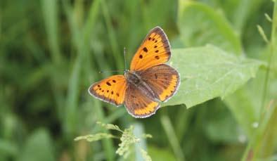 a) b) Slika 11. Spolni dimorfizam kiseličina vatrena plavca (Lycaena dispar) a) Ženka (Foto: I. Boršić) b) Mužjak (Foto: J. Radović) 1.2.