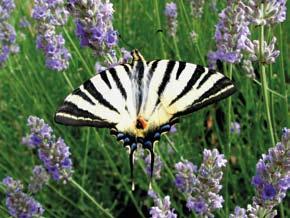 Heliconiinae potpor. Nymphalinae potpor. Satyrinae. Slika 12.