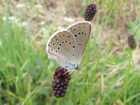 Slika 15. Veliki livadni plavac, predstavnik porodice Lycaenidae (Foto: I.