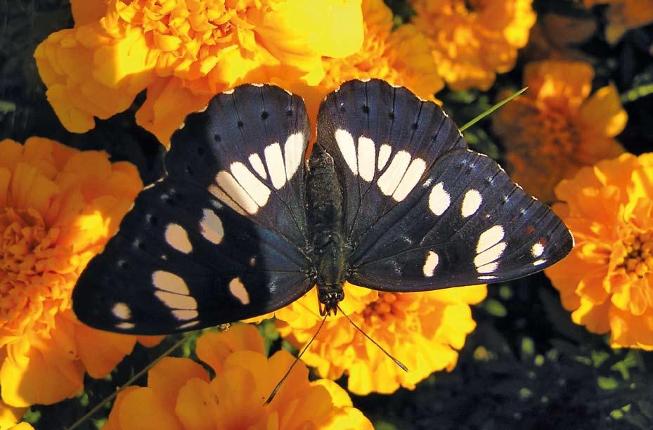 Limenitis reducta (plavi