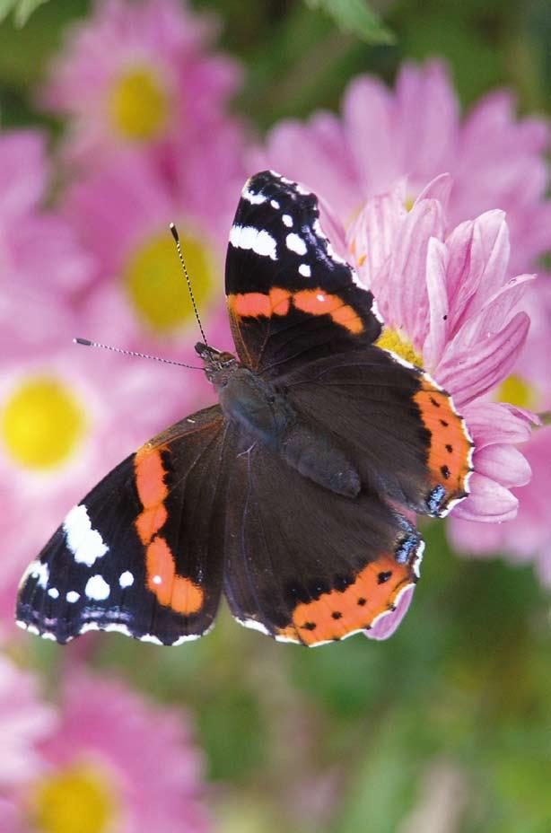 Vanessa atalanta