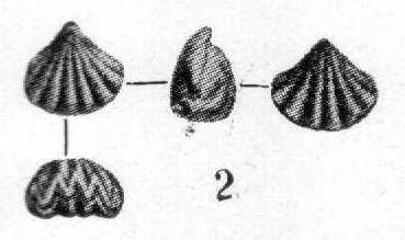 Gutenštajnski krečnjaci sa Dadocrinus gracilis,