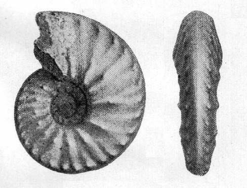 Buloški krečnjaci sa Ceratites trinodosus.