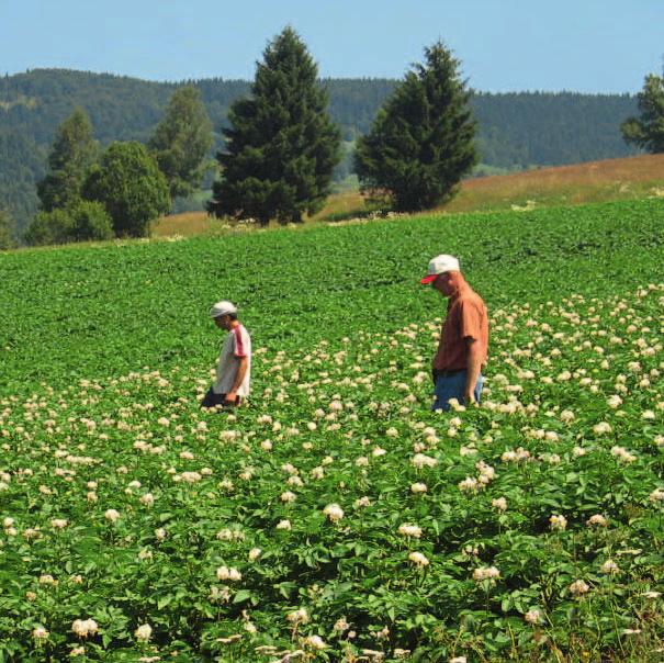 Ko je uključen u projekat Agro-Mobil se nalazi u zapadnoj Srbiji, u samom srcu područja gde se krompir najintenzivnije gaji. Posluje po uzoru na kooperative iz razvijenih evropskih zemalja.