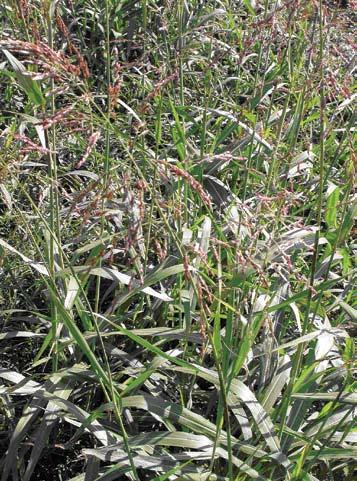 U prolećnim usevima primena herbicida u pre-em tretmanu ima zadatak suzbijanje semena korova. Divlji sirak koji niče iz semena može se suzbiti u zavisnosti od useva brojnim herbicidima.