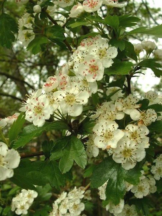 Bijeli cvjetovi sa cvjetnim stapkama i cvjetni vršci sa listovima ubiru se u proljeće za vrijeme cvatnje. Droga se najčešće koristi sušena, a suši se na prozračnom mjestu u hladu.