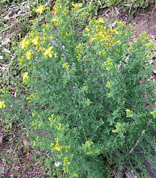 4.3.5. GOSPINA TRAVA Hypericum perforatum L., Hypericaceae Narodni nazivi: gospina trava, kantarion Hypericum perforatum L.