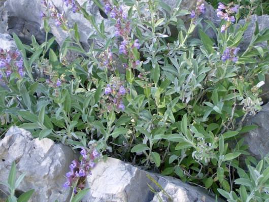 4.3.6. KADULJA Salvia officinalis L., Lamiaceae Narodni nazivi: kuš, žalfija, ljekovita kadulja Salvia officinalis L.