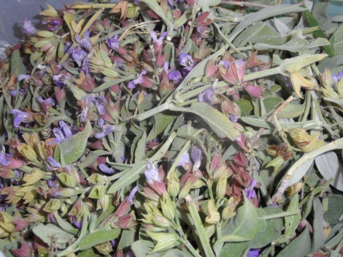 Primjena kadulje zabilježena u ovom istraživanju Ispitanici su naveli da se od kadulje primjenjuju listovi i cvjetovi.