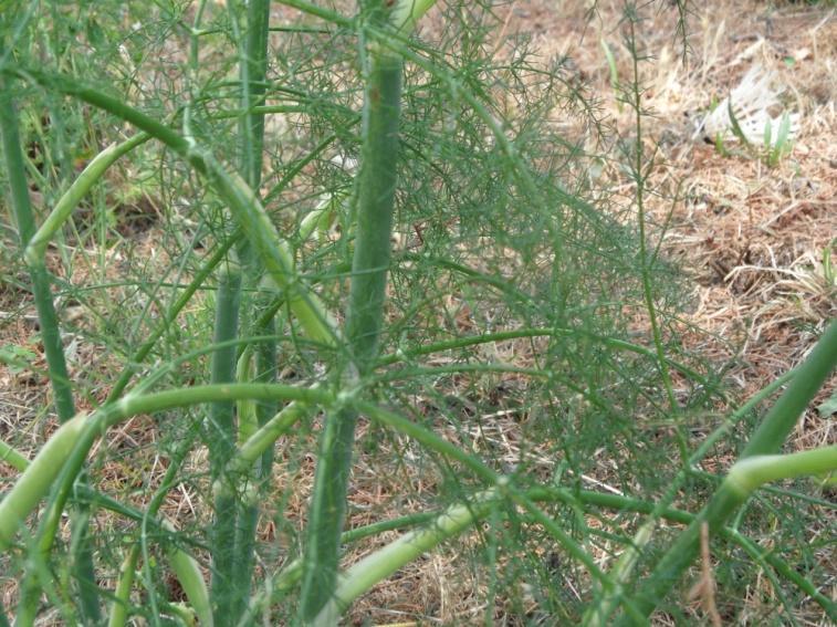 4.3.8. KOMORAČ Foeniculum vulgare Mill., Apiaceae Narodni nazovi: kromač, koromač Komorač, Foeniculum vulgare Mill.