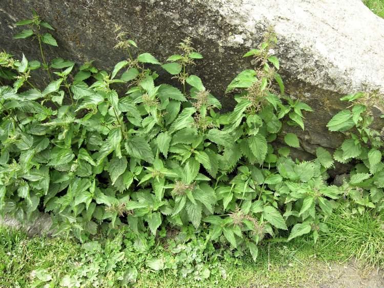 4.3.10. KOPRIVA Urtica dioica L., Urticaceae Narodni nazivi: žgavica, žeravica, žigavica, užgavica, kaškin štrig, ožigavica Urtica dioica L.