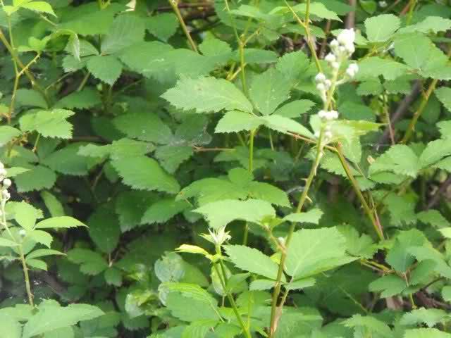 4.3.11. KUPINA - Rubus fruticosus L., Rosaceae Narodni nazivi: kupina, ostruga Rubus fruticosus L., kupina, trajni je grm koji raste na šumskih čistinama, uz rubove polja i među grmljem.