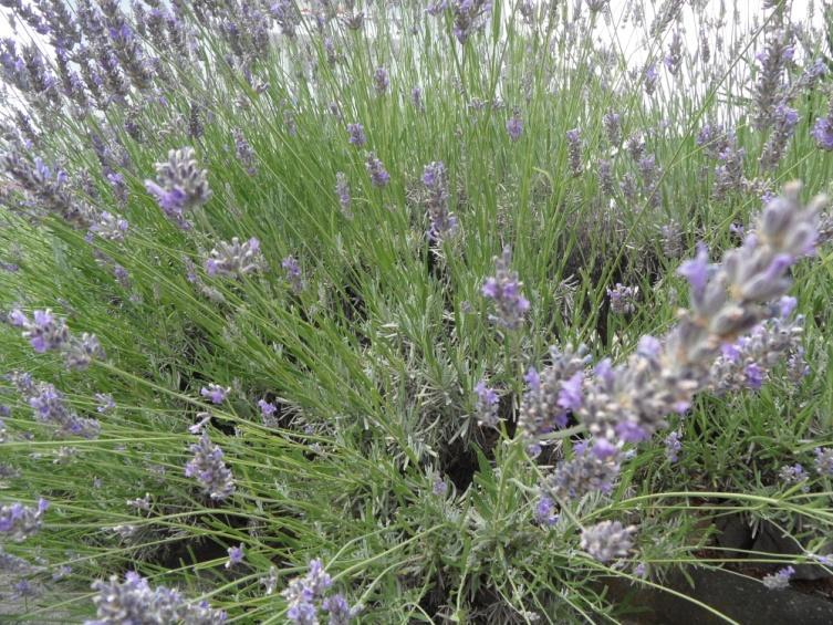 4.3.12. LAVANDA Lavandula officinalis L., Lamiaceae Narodni naziv: lavanda Lavanda, Lavandula officinalis L., je niski višegodišnji grm koji raste u zemljama Sredozemnog mora.